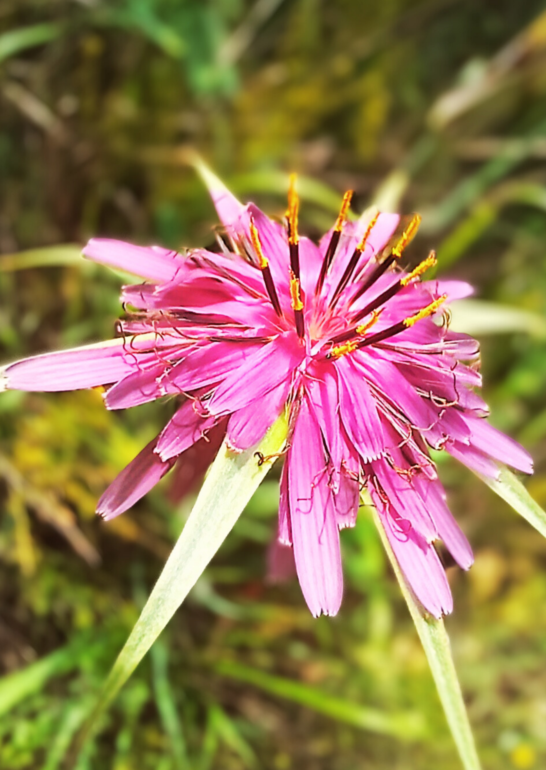 Eine Pflanze mit roter Blüte.