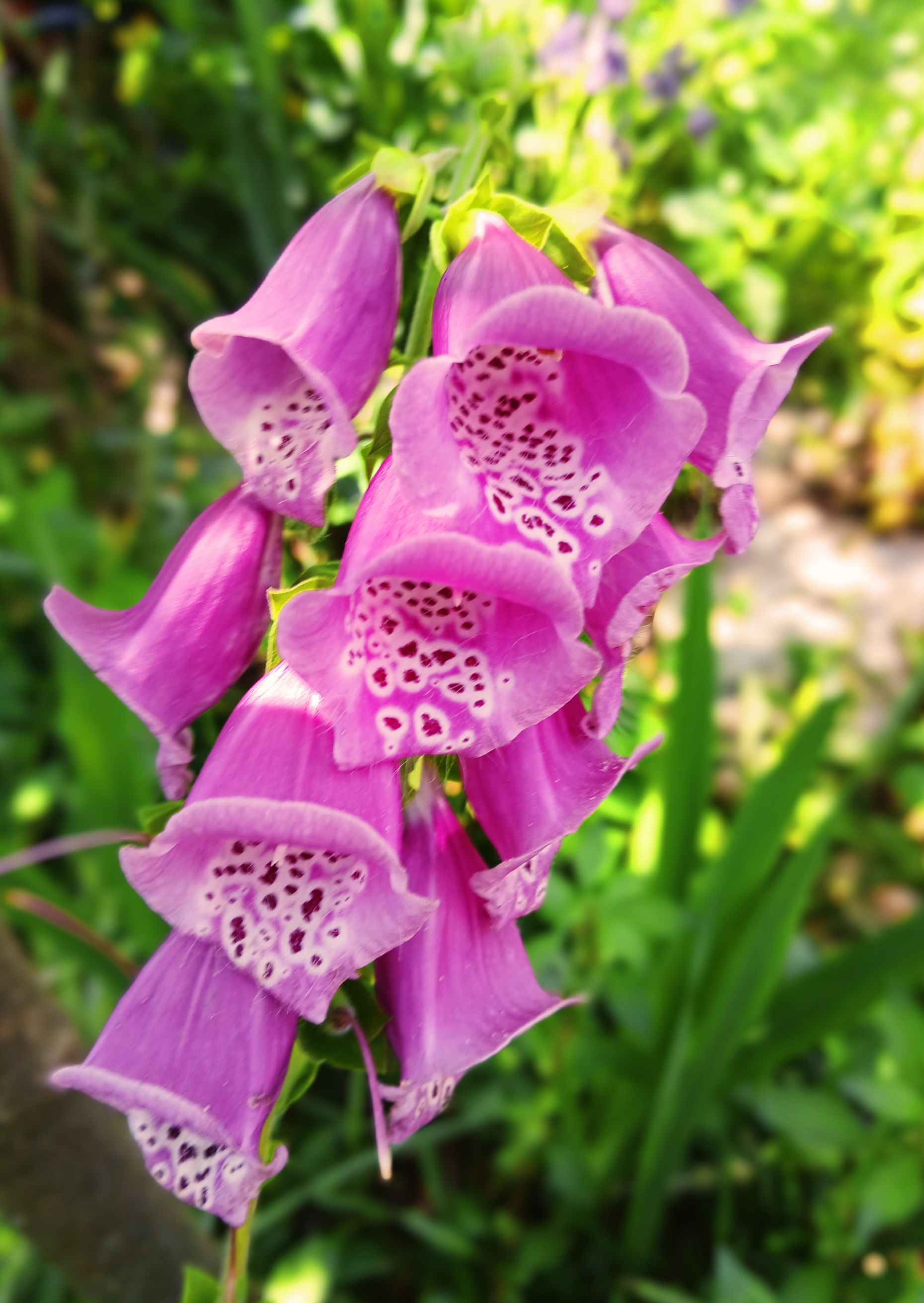 Eine Pflanze mit lila Blüten.