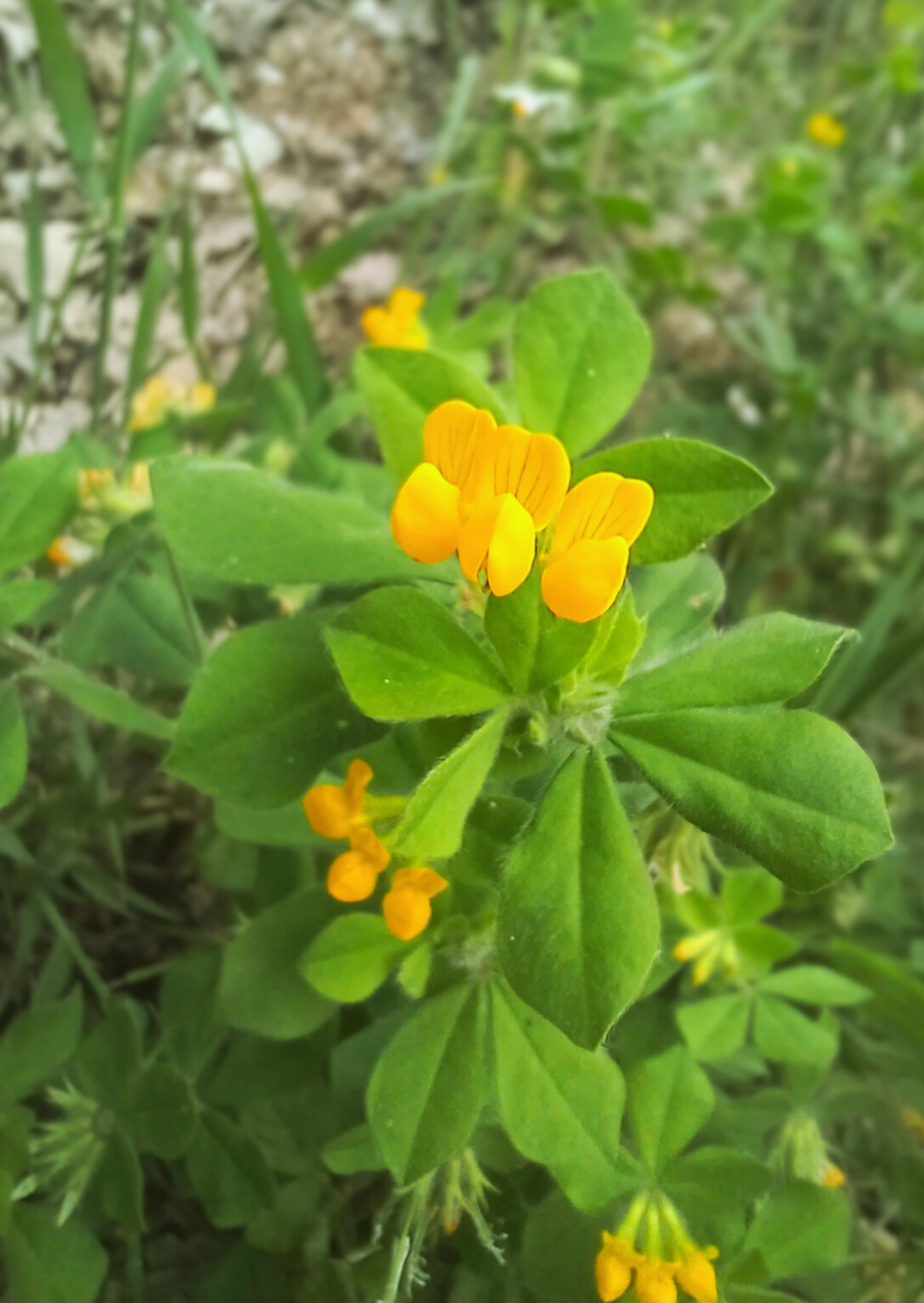 Pflanze mit gelber Blüte