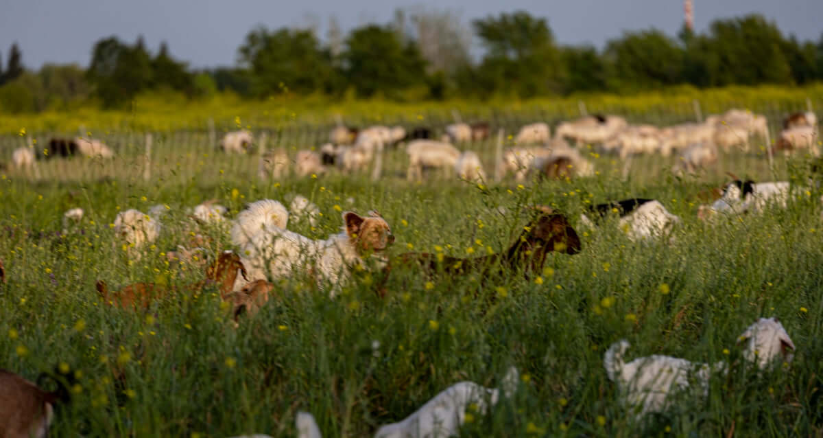 a herd of goats grazing on a lush green field