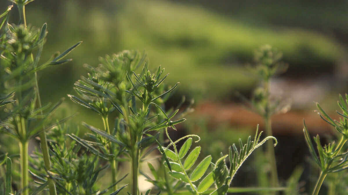 A blurry photo of a green plant in a field