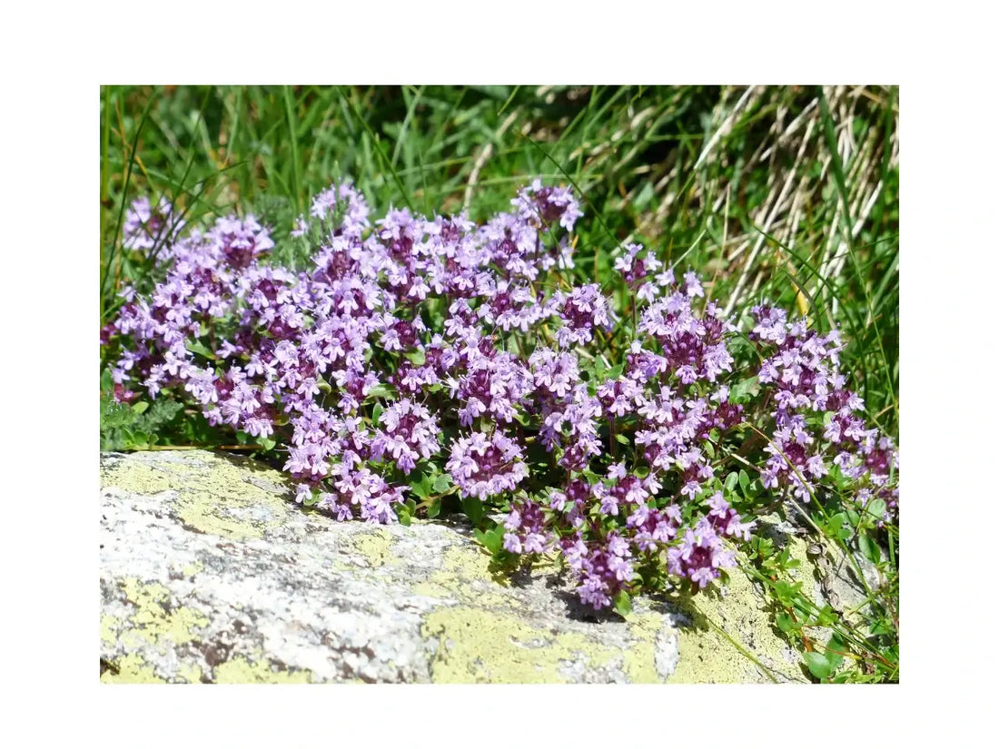 Thymian in voller Blüte