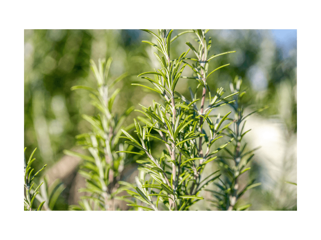 Rosmarin in Nahaufnahme