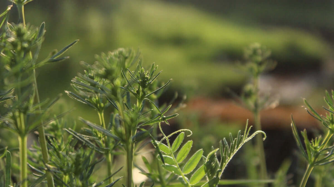 A blurry photo of a green plant in a field