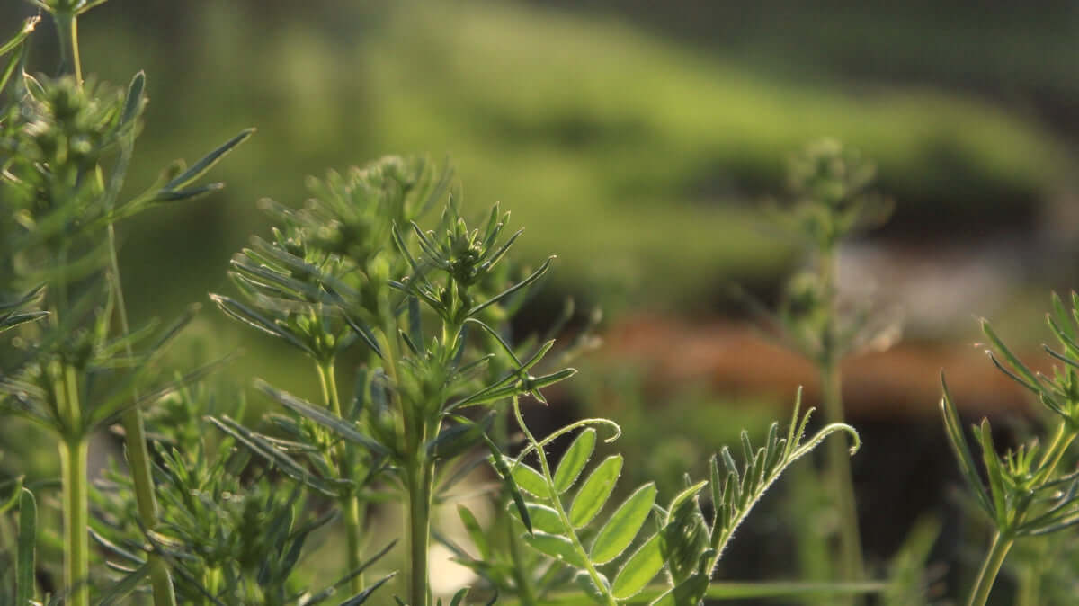 A blurry photo of a green plant in a field