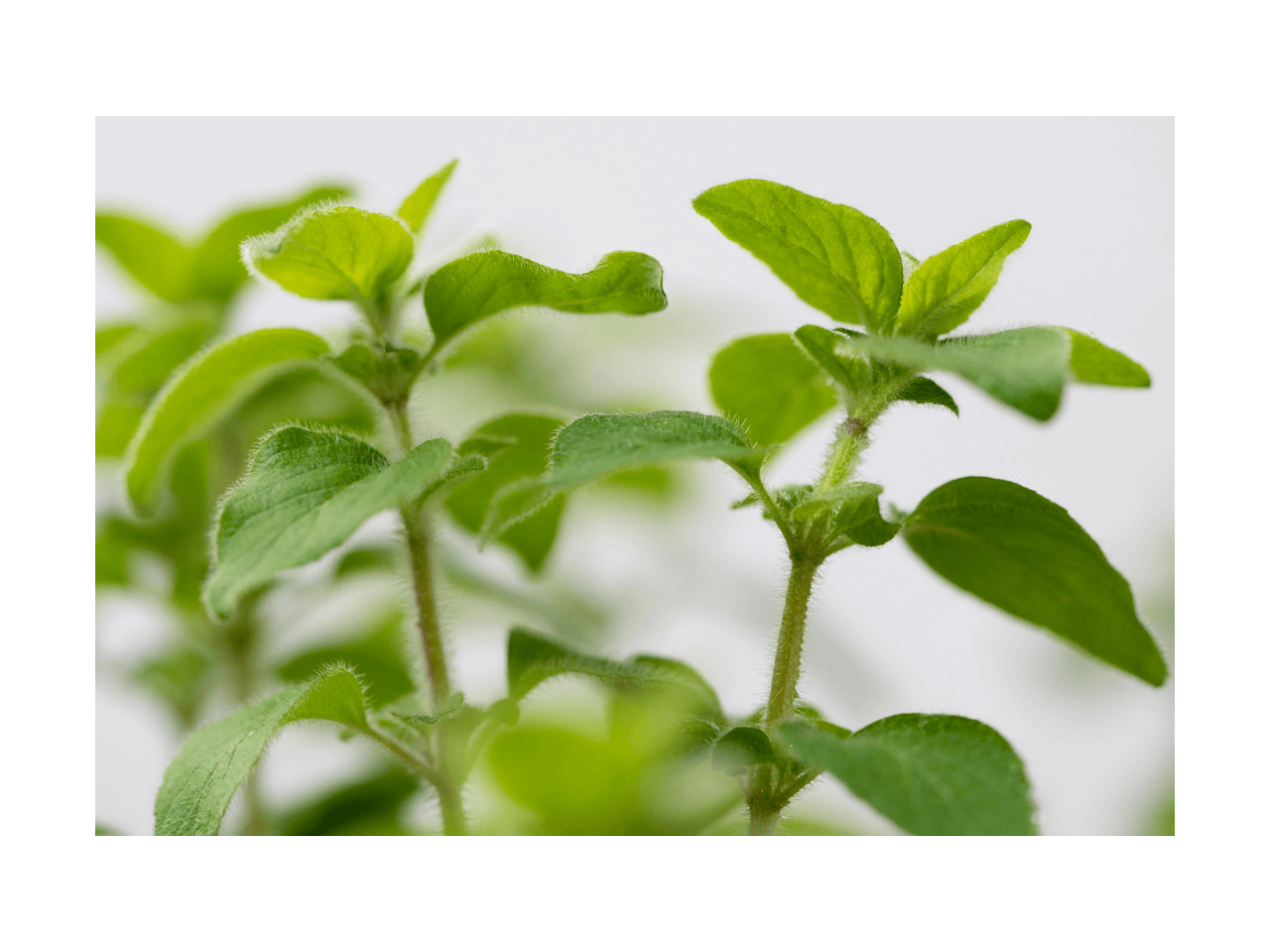 Ein Bild einer Thymianpflanze vor weißem Hintergrund als Beispielbild für Kräuter & ätherische Öle