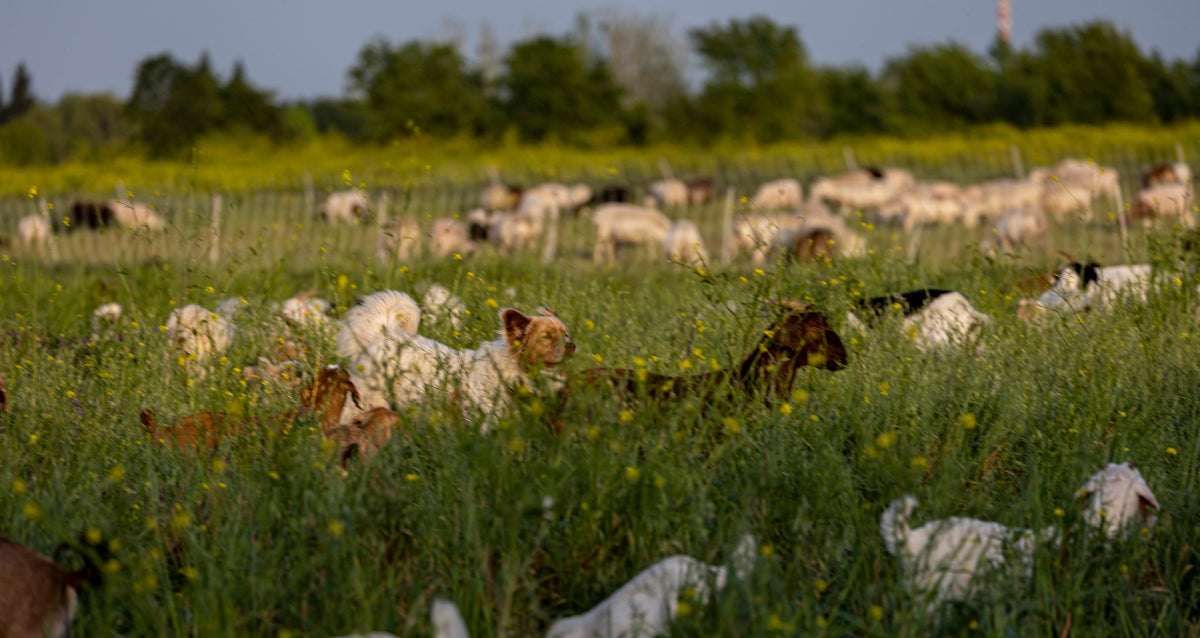 a herd of goats grazing on a lush green field