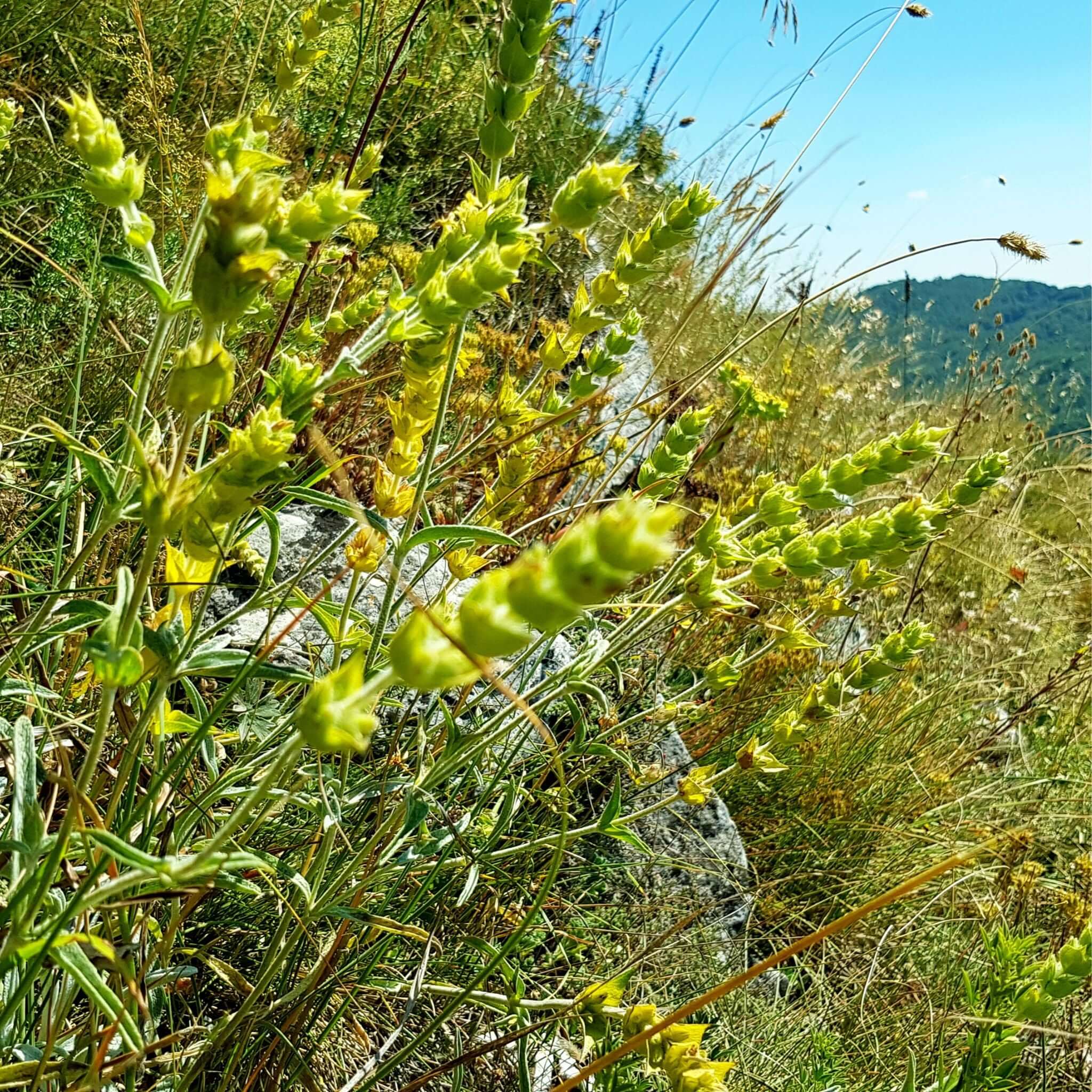 Berglandschaft in Griechenland mit wild wachsendem griechischem Bergtee (Sideritis scardica).