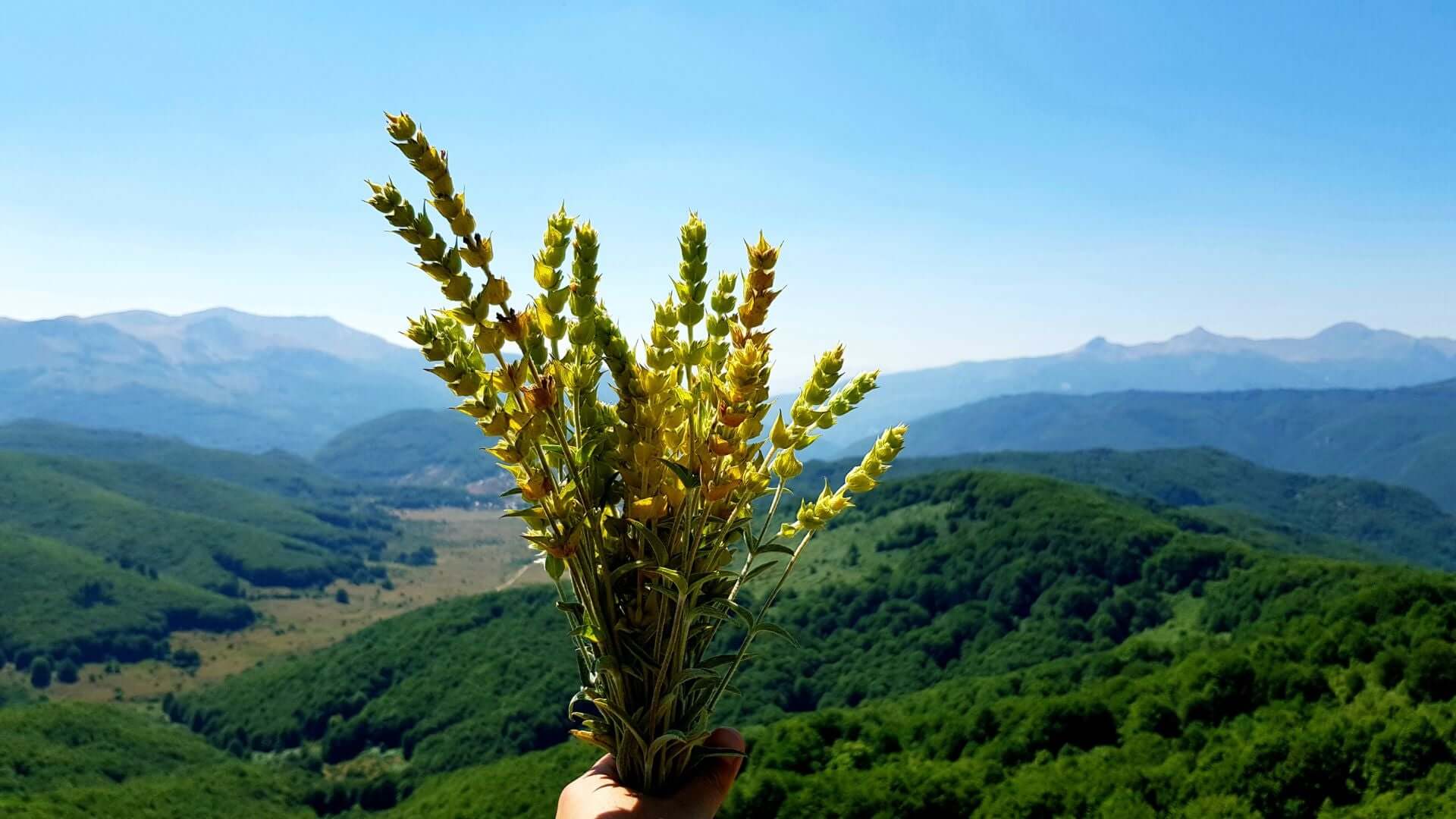Eine Hand streckt ein Bündel von frisch geerntetem Bergtee in die Höhe, dahinter Berglandschaft in Griechenland 