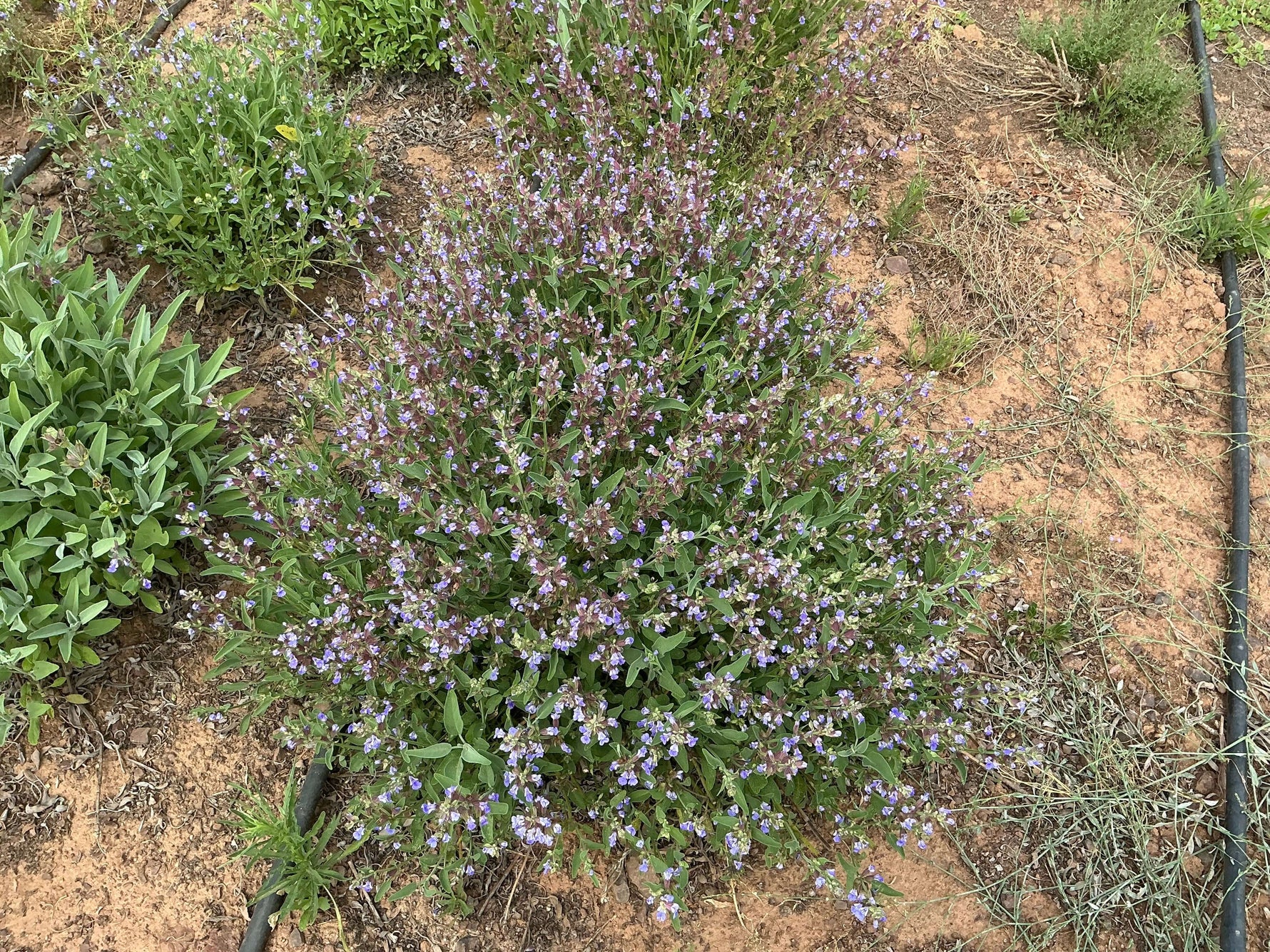 blühende Zitronenverbene