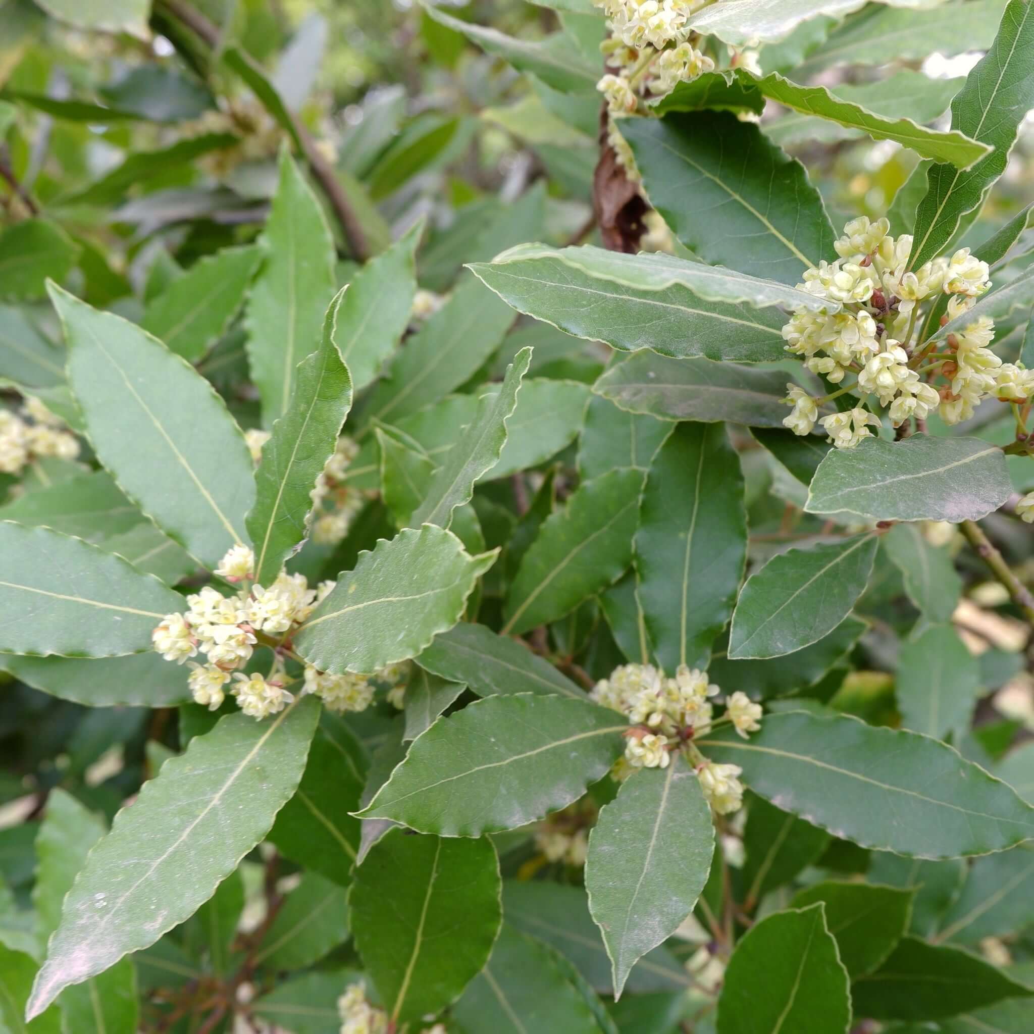 Natürliche Lorbeerblätter als Makroaufnahme