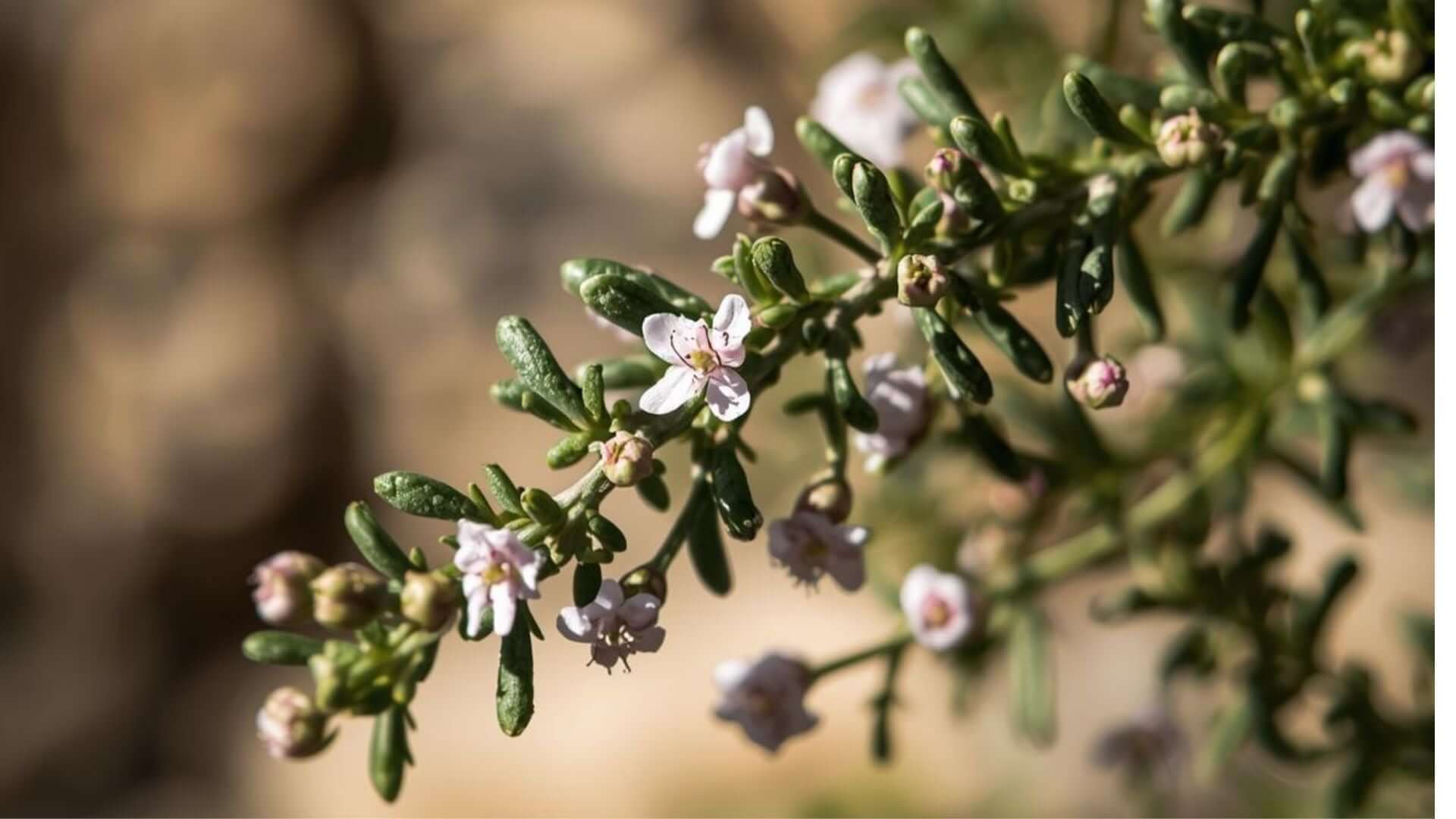 Makroaufnahme eines Thymianzweiges.