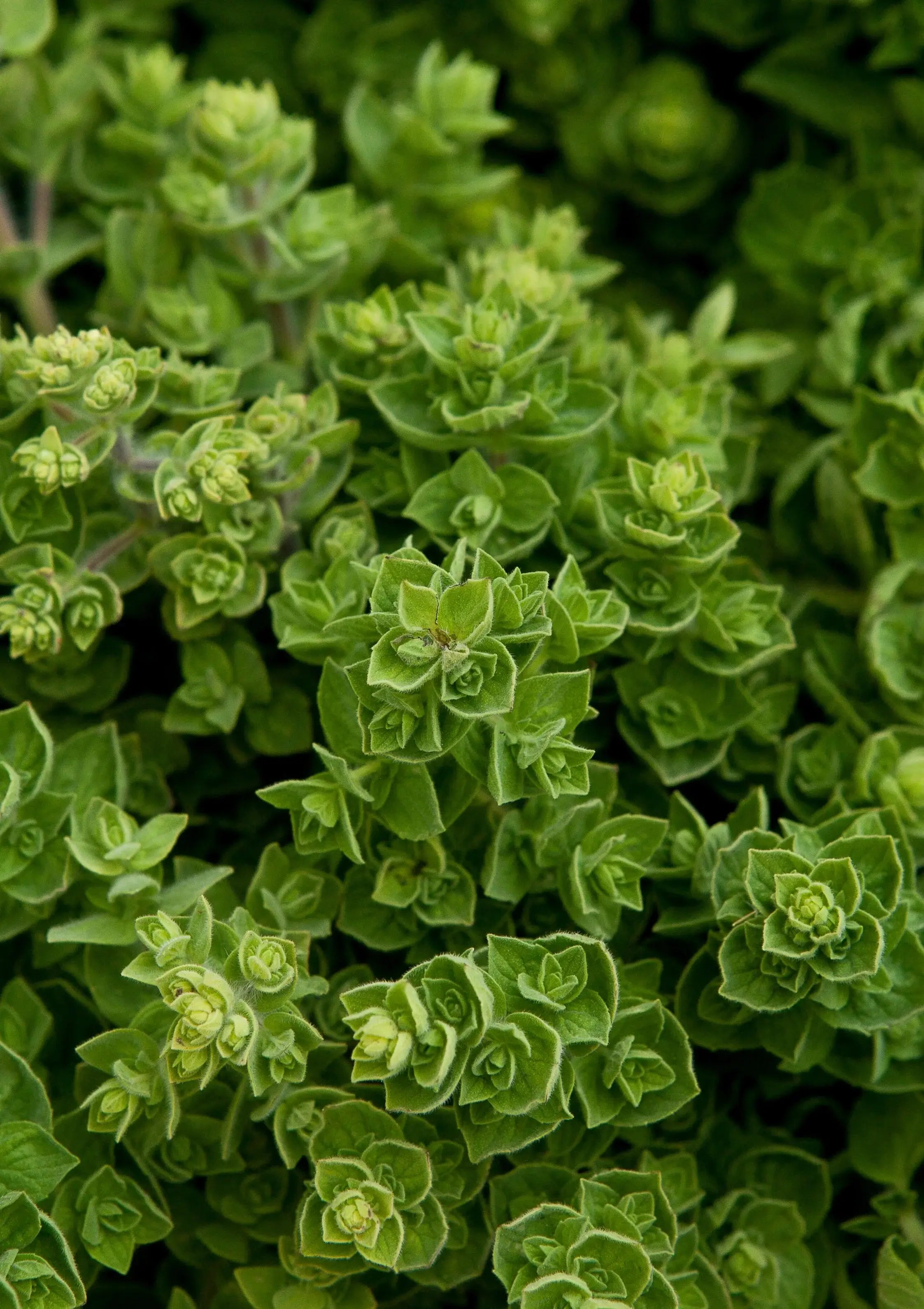 Eine Oregano Pflanze in Nahaufnahme. 