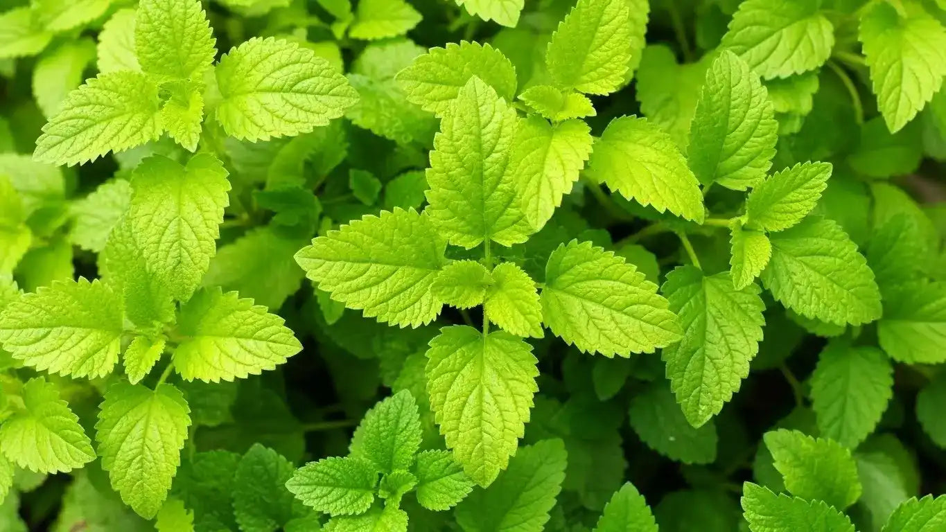 Eine Makroaufnahme von Pfefferminze.