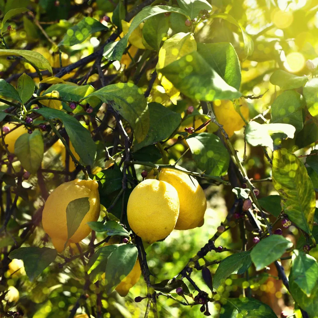 Nahaufnahme von Zitronen an einem Baum