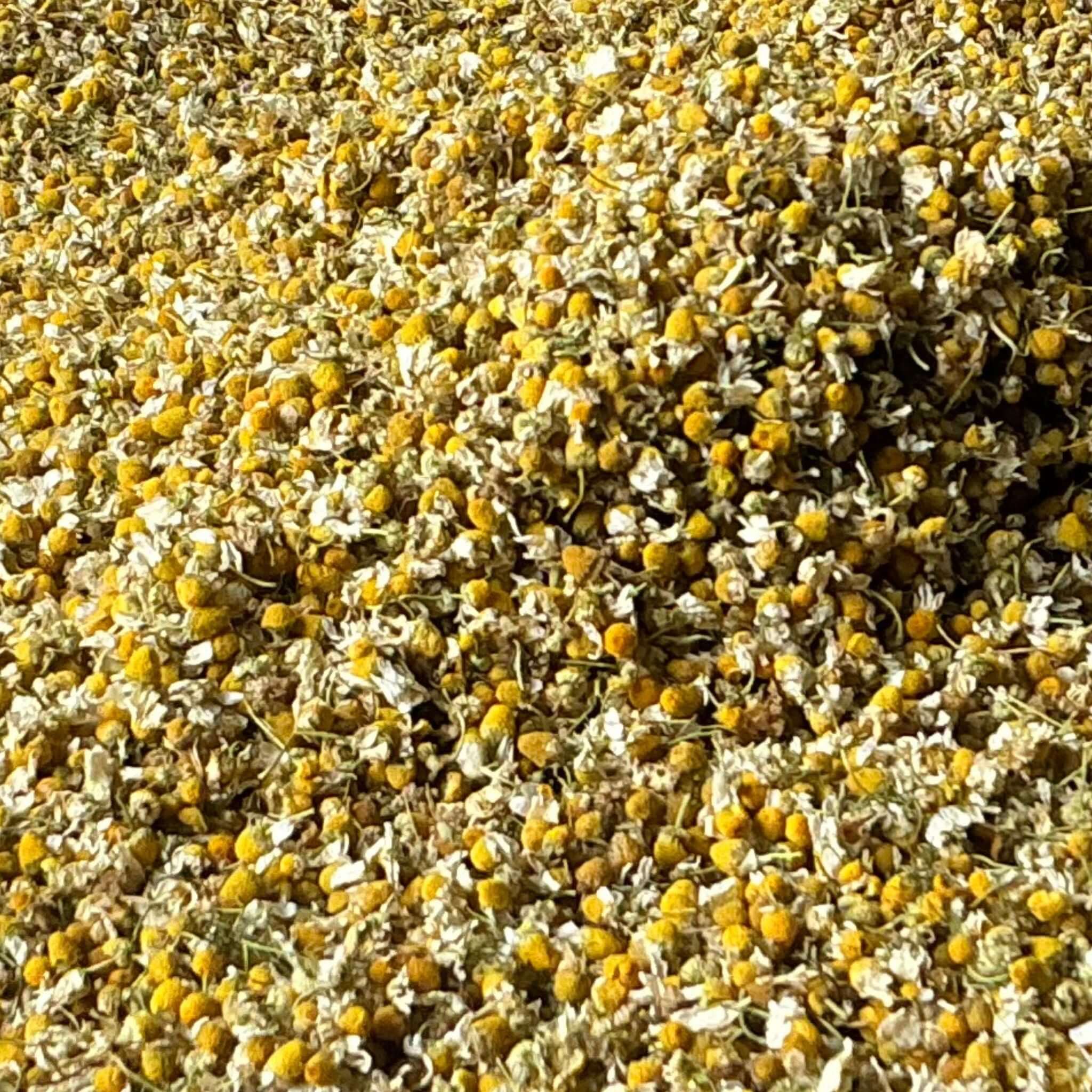 Kamillenblüten in Nahaufnahme