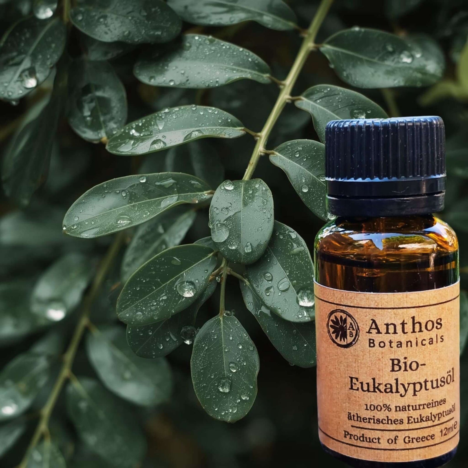 Ein Makrobild von jungen Eukalyptusblättern.