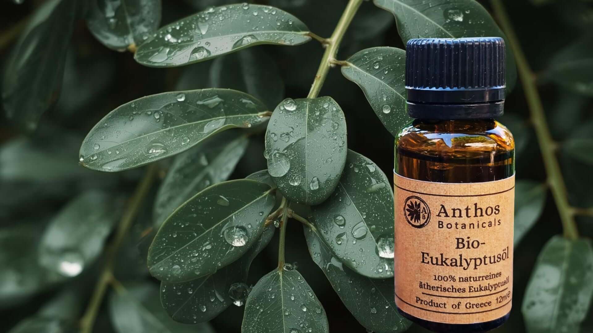 Ein Herobild von jungen Eukalyptusblättern.