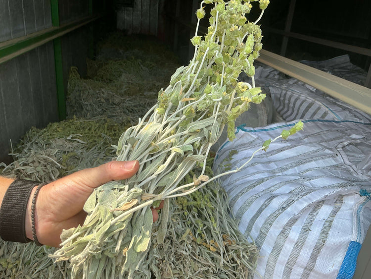Eine Hand, die griechischen Bergtee hält. Im Hintergrund der Trockenraum unseres griechischen Bergtees.