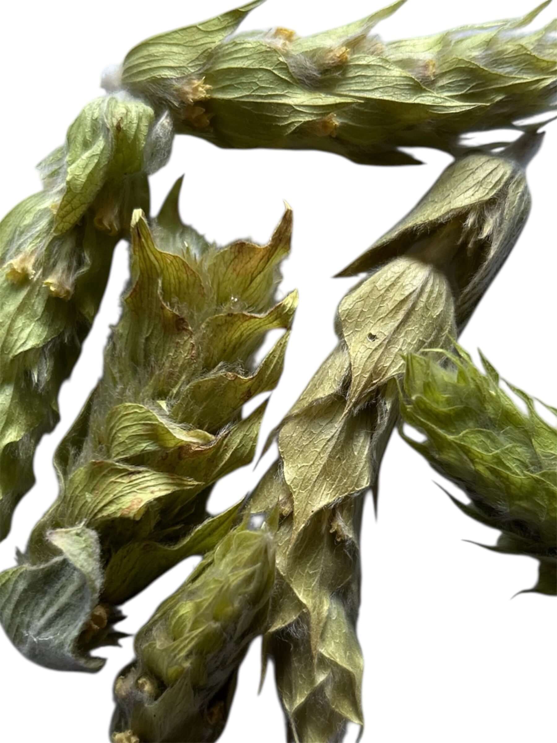 obere Anteile der Sideritis scardica (Bergtee)