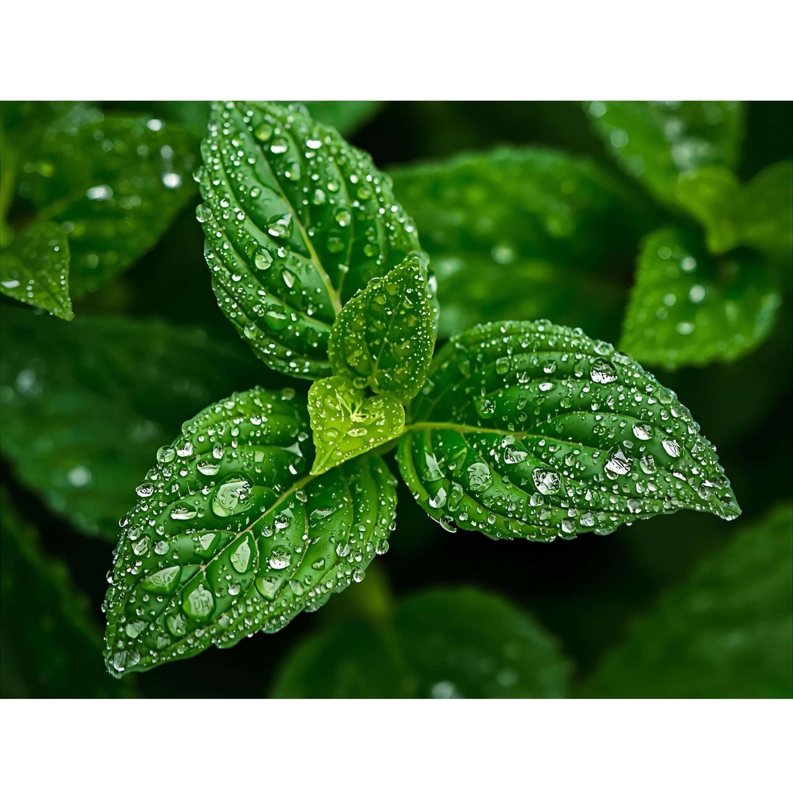 Zitronenverbeneblätter mit Morgentau