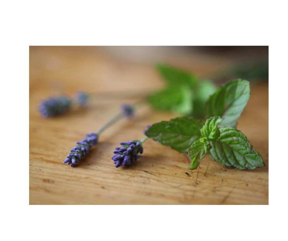 Lavendel und Pfefferminze auf einem Tisch.
