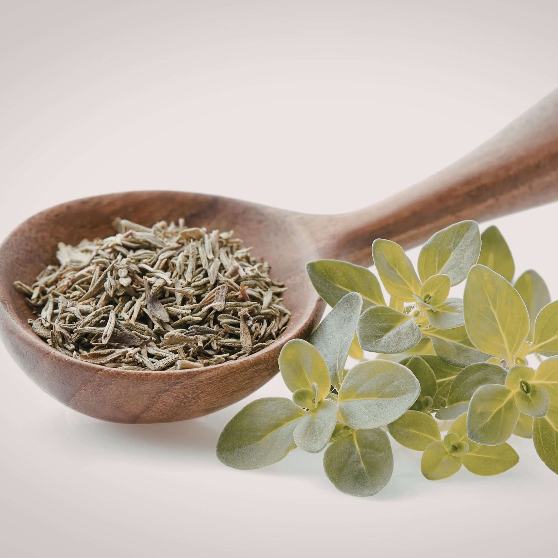 getrockneter Oregano bio auf einem Holzlöffel, daneben frischer Oregano