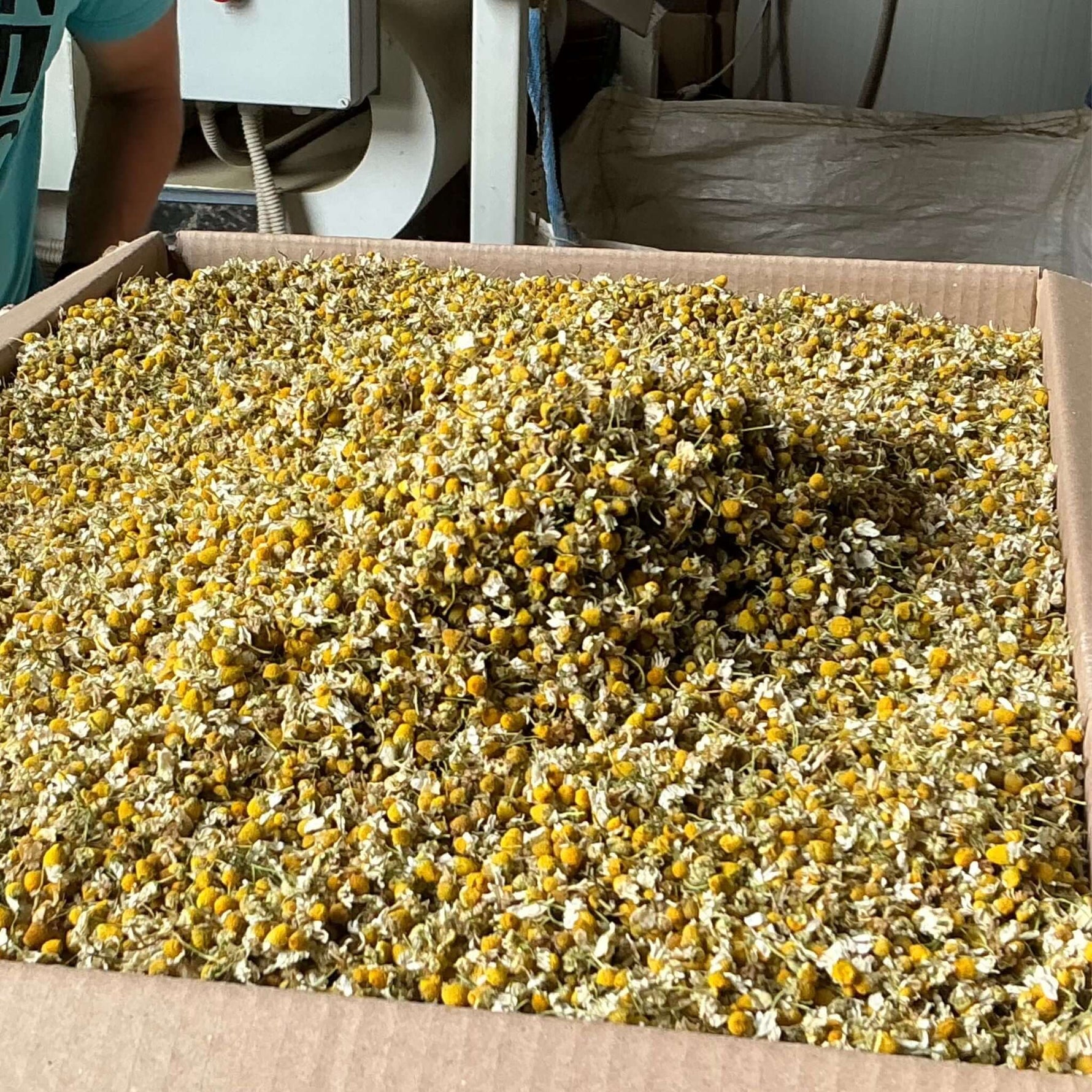 eine Kiste mit premium Kamillenblüten