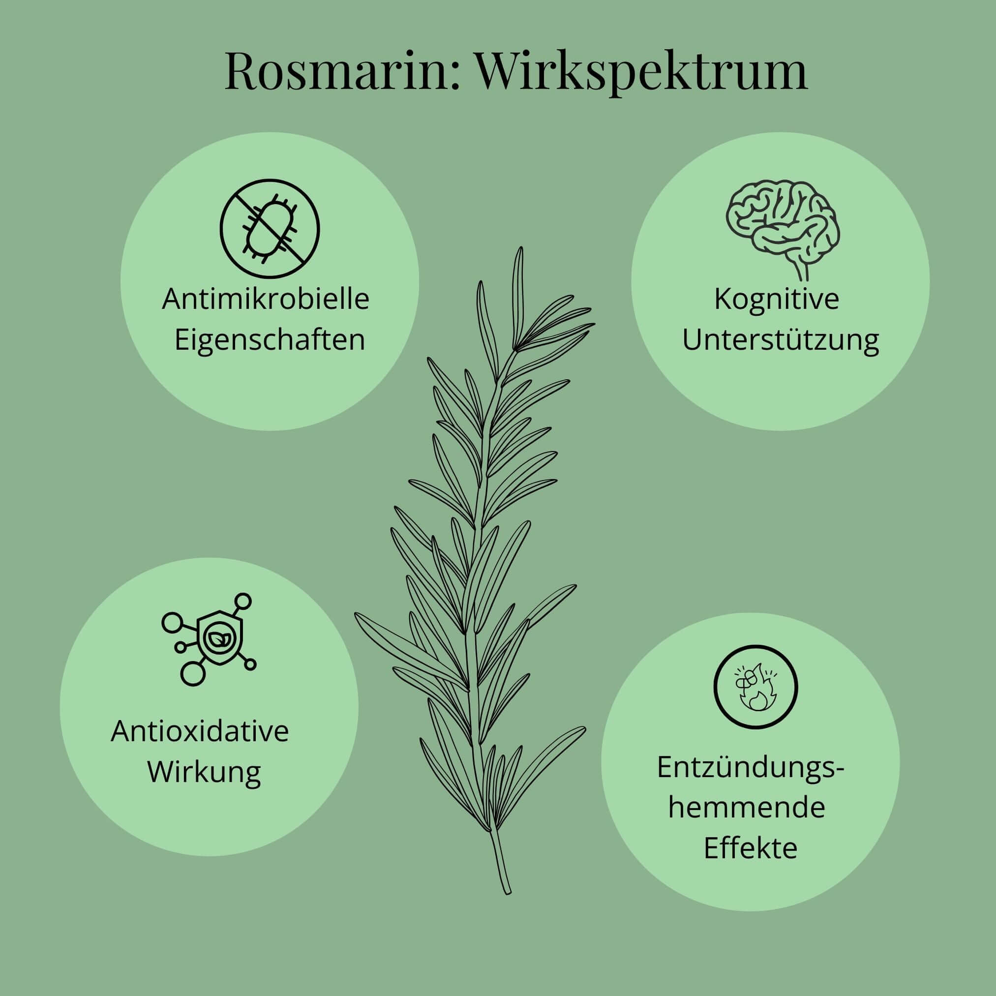 Graphische Darstellung des Wirkspektrums von Rosmarin.
