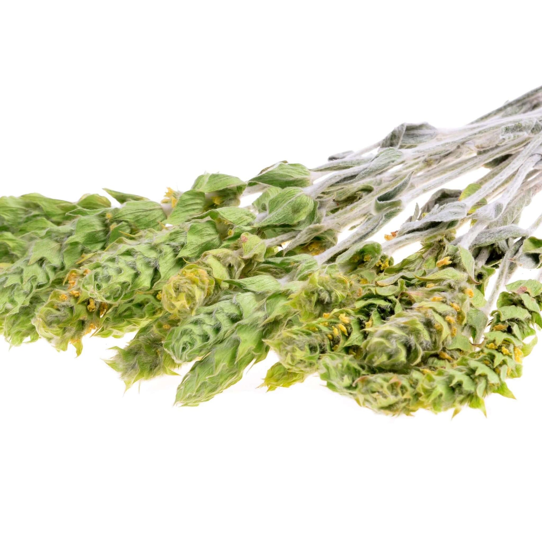 frisch gepflückter Bergtee