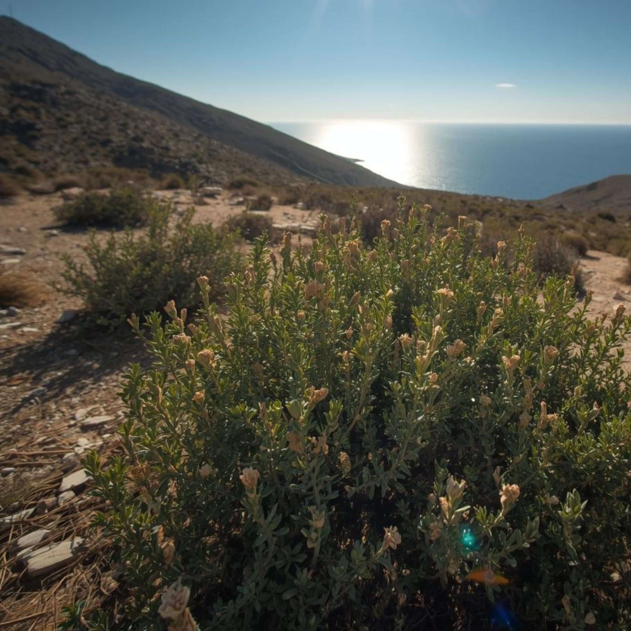 Ein Thymianbusch inmitten einer Berglandschaft in Griechenland.