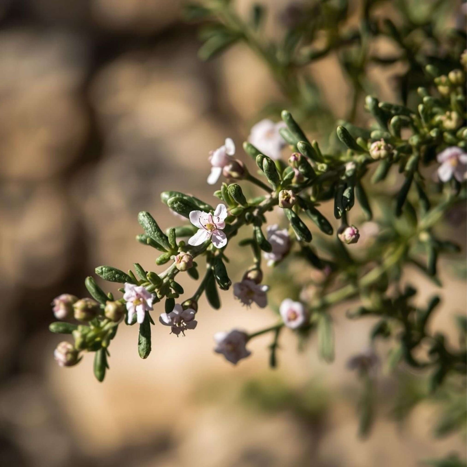 Makroaufnahme eines Thymianzweiges.