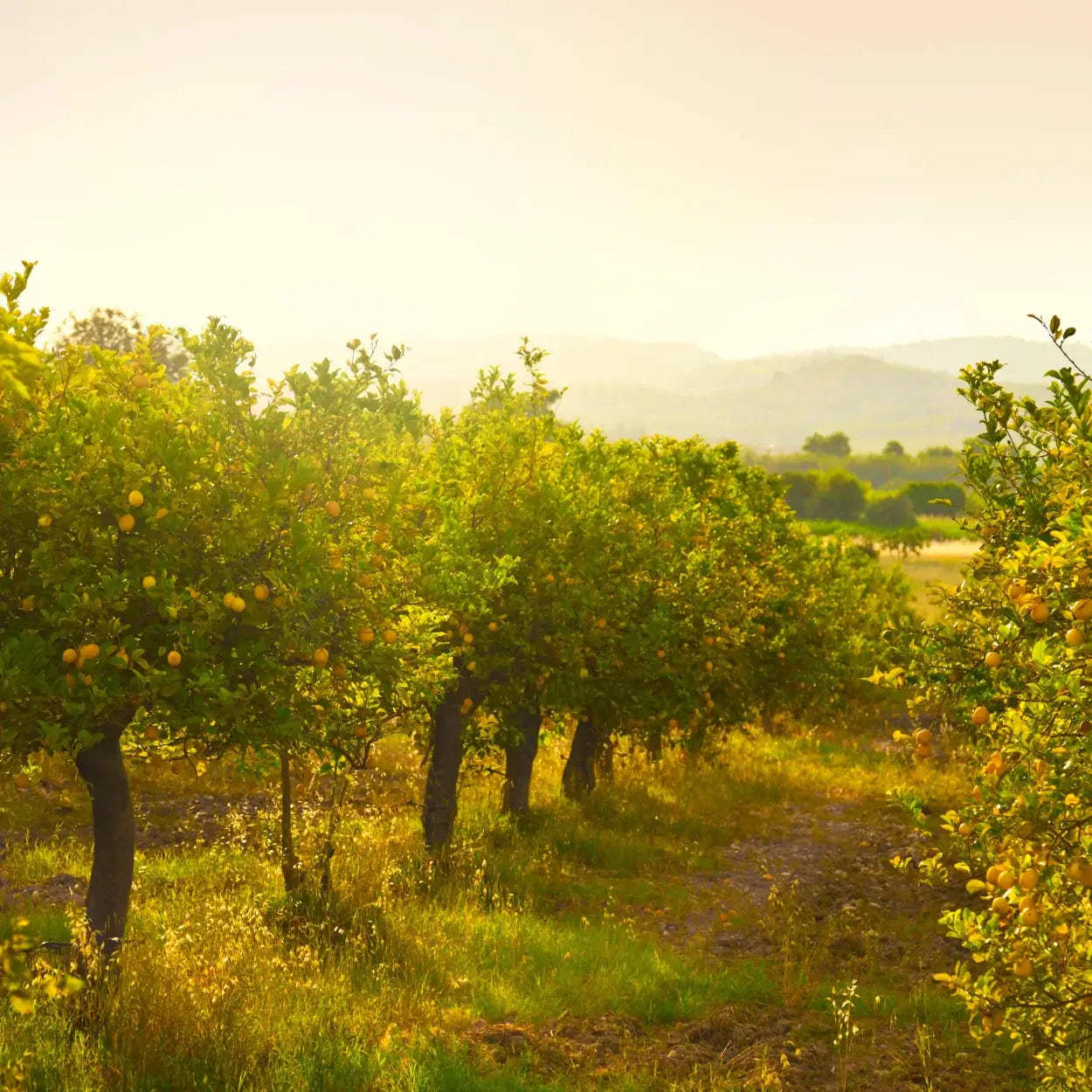 Sonnenuntergang in einem Zitronenhain.