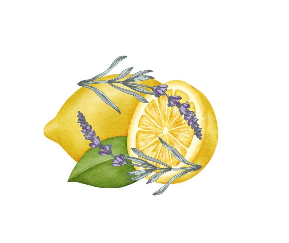 graphische Darstellung einer aufgeschnittenen Zitrone mit Lavendelblüten